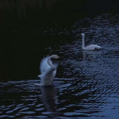 半岛棋牌游戏截图